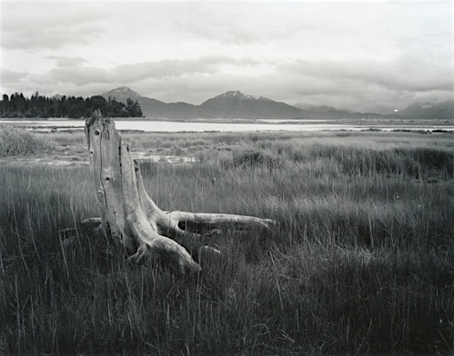 photo by Roy Shapley