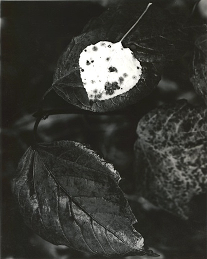 photo by Roy Shapley